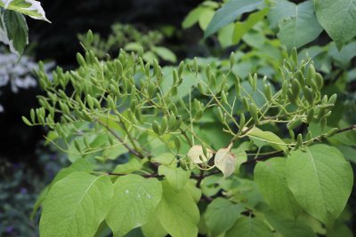 Syringa reticulata - šeřík japonský - před rozkvětem1